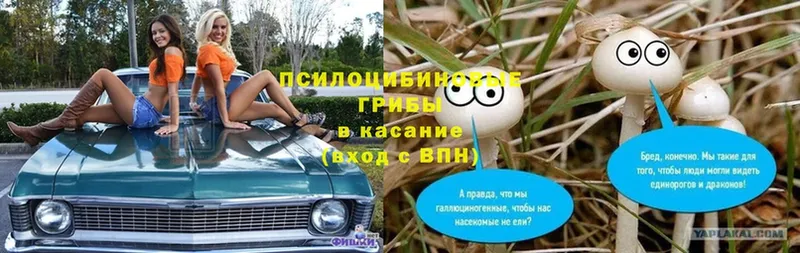 Псилоцибиновые грибы прущие грибы  Видное 